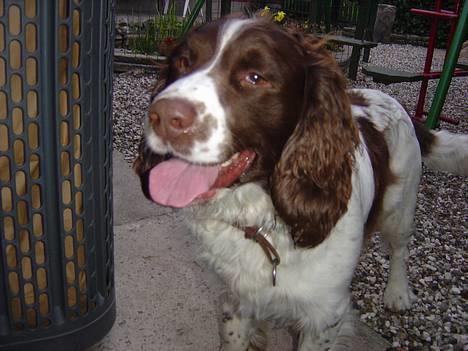 Engelsk springer spaniel hansi ( rico ) billede 11