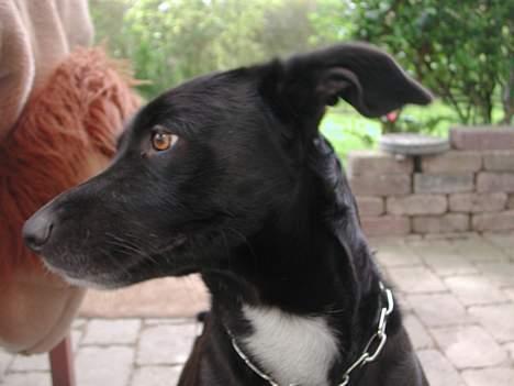 Blanding af racer Sara billede 14