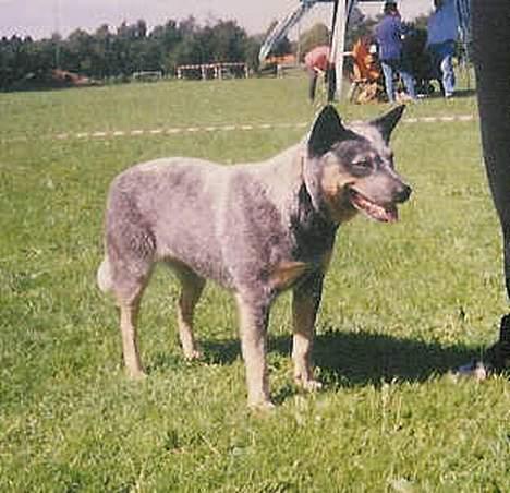 Australsk cattledog Dinky billede 7