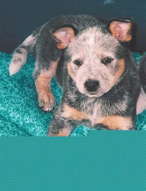 Australsk cattledog Dinky - Dinky ca 6 uger gammel billede 8