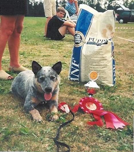 Australsk cattledog Dinky billede 9