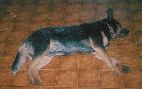 Australsk cattledog Gizmo  billede 2