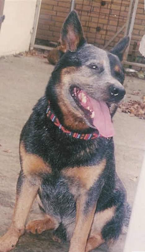 Australsk cattledog Gizmo  billede 3