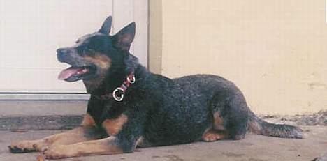 Australsk cattledog Gizmo  billede 4