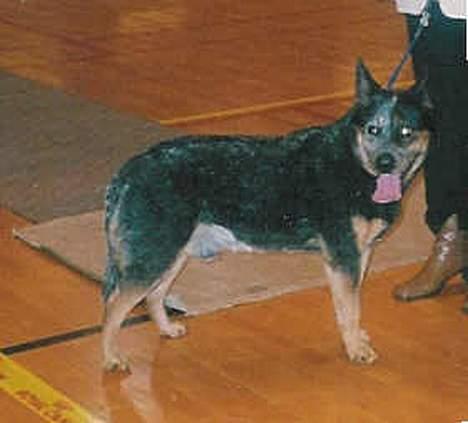 Australsk cattledog Gizmo  billede 5