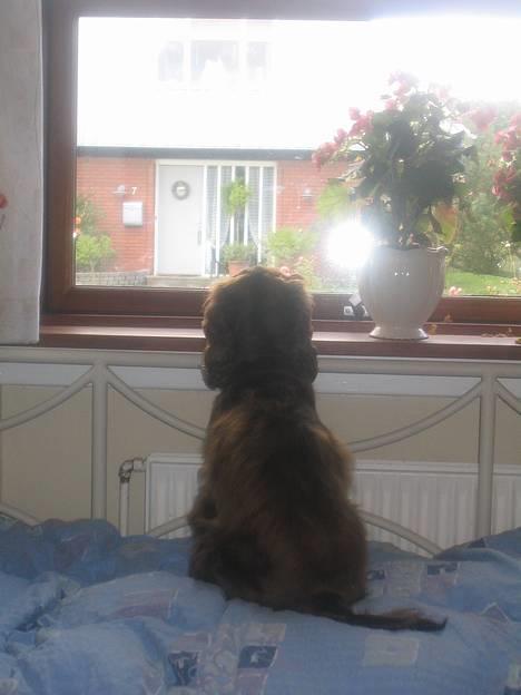 Cocker spaniel Twiggy - Kommer der ik snart nogen mennesker jeg kan gø af? billede 10