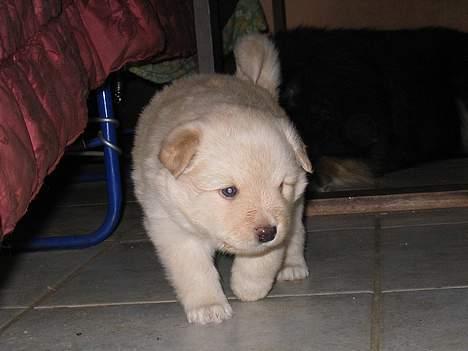 Finsk lapphund Kuopio Lucas (Himmelhund) - Lucas er her ca 4 uger gammel billede 8