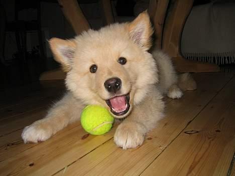 Finsk lapphund Kuopio Lucas (Himmelhund) - "Jeg elsker bolde" billede 10