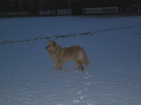 Finsk lapphund Kuopio Lucas (Himmelhund) - Den første tur i sneen billede 12