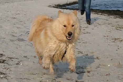 Finsk lapphund Kuopio Lucas (Himmelhund) - Har her lige været ude at bade lidt billede 13