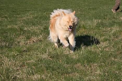 Finsk lapphund Kuopio Lucas (Himmelhund) - "Ser jeg ikke bare glad ud" billede 14