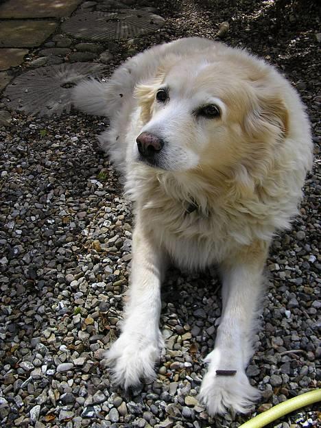 Siberian husky / labrador Luna - Venter på at der bliver sagt "værsgod".. Så hun må spise kødbenet på poten billede 1