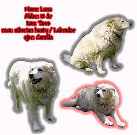 Siberian husky / labrador Luna - Naerj hvor smart.. billede 2