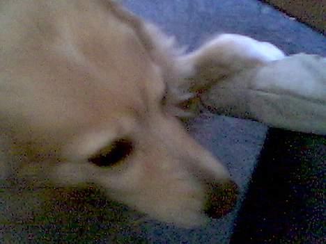 Siberian husky / labrador Luna - Pote.. billede 3