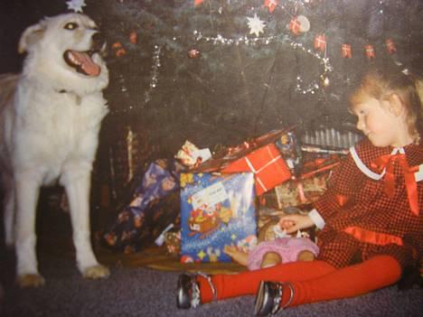 Siberian husky / labrador Luna - Hvalpe mig og hvalpe Luna juleaften :p billede 4