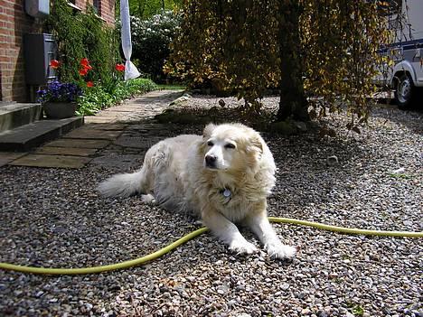 Siberian husky / labrador Luna - Jeg er fotomodel... eller? billede 5