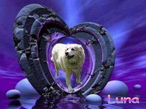 Siberian husky / labrador Luna - Hva´ SIger du? billede 6