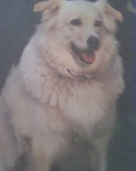 Siberian husky / labrador Luna - Dejligt!? billede 7