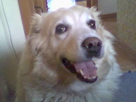 Siberian husky / labrador Luna billede 8