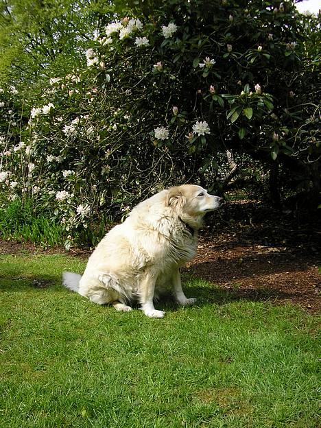 Siberian husky / labrador Luna billede 9