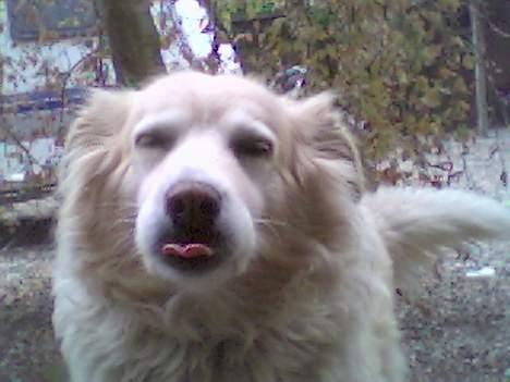 Siberian husky / labrador Luna - MmmMmmH.. Du skal ikk tage billeder af mig... :p billede 10