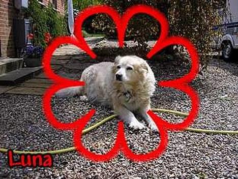 Siberian husky / labrador Luna billede 11