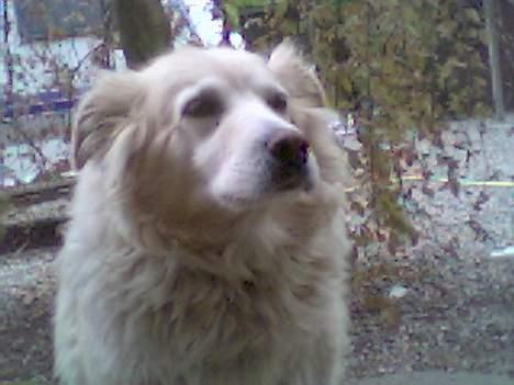 Siberian husky / labrador Luna billede 12