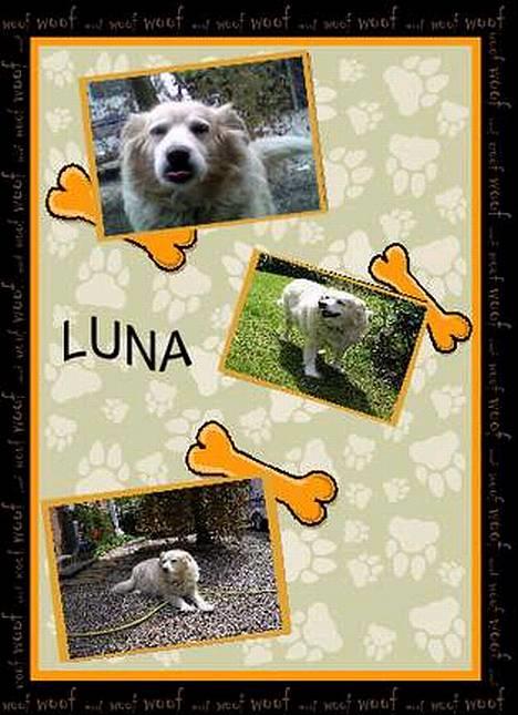 Siberian husky / labrador Luna billede 13