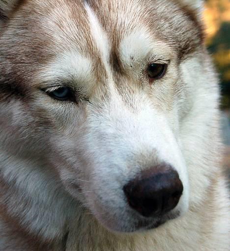 Siberian husky Some'R billede 11