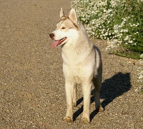 Siberian husky Some'R billede 12