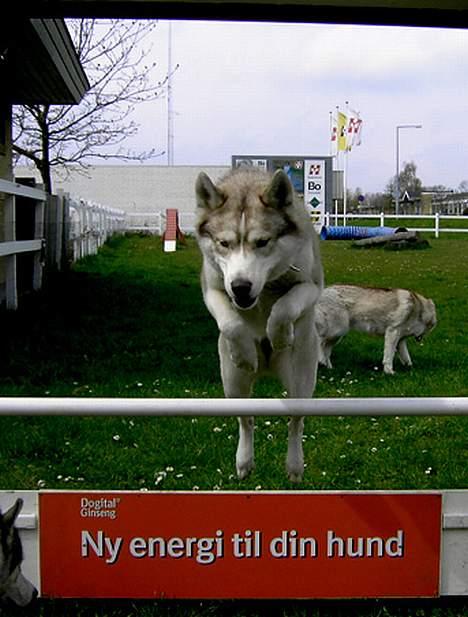 Siberian husky Some'R billede 13