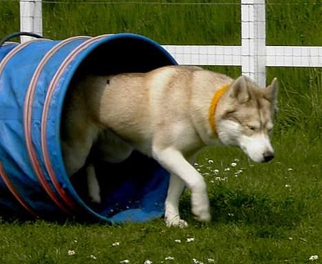 Siberian husky Some'R billede 14