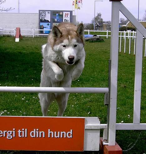 Siberian husky DKCH LP1 "Mira" billede 11