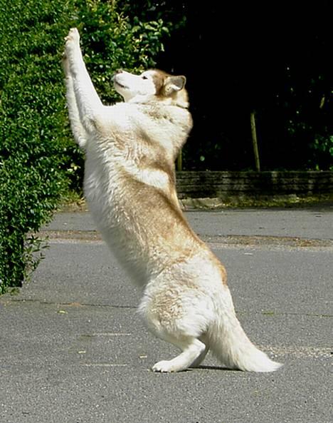 Siberian husky DKCH LP1 "Mira" billede 12