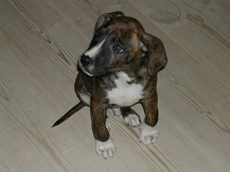 Boxer tyson - her er min gamle hund snejfor som var halv reednose pitbull og halv amerikansk bulldog kanon dejlig hund men bliv desvære nød til og gi ham væk efter bare 3 måneder da han ikke kunne lide den anden hund. billede 22