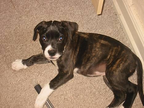 Amerikansk bulldog VBA's Kela R.I.P 2011 - UPS.. Der opdagede mor at jeg havde stjålet kosten..:-)  billede 5