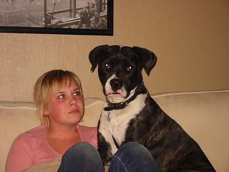 Amerikansk bulldog VBA's Kela R.I.P 2011 - Min mor synes bare jeg er sååå.. smuk..:-) billede 6