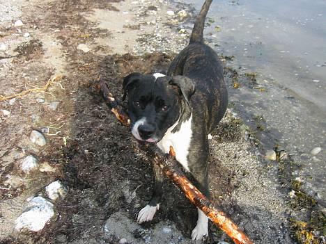 Amerikansk bulldog VBA's Kela R.I.P 2011 - MIN pind..!! billede 7