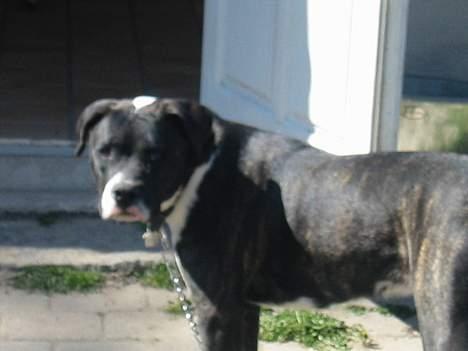 Amerikansk bulldog VBA's Kela R.I.P 2011 - Hey med dig.. billede 8