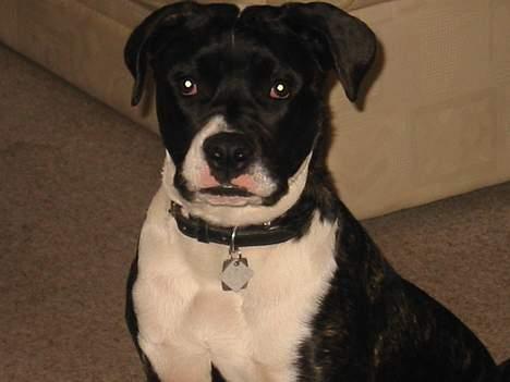 Amerikansk bulldog VBA's Kela R.I.P 2011 billede 9