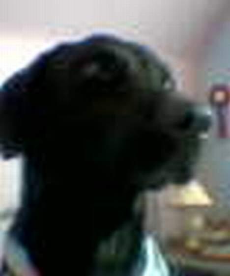 Labrador retriever Dundee - dundee hjemme i lejligheden ... ( lidt dårlig billedkvalitet ... i know .... taget med mobil jan 05 ) billede 6