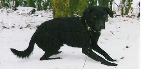 Labrador retriever Dundee - nej nej mor .... vill ikke ligge her ... det er koldt for mine små fusser .... thi hi  billede 7