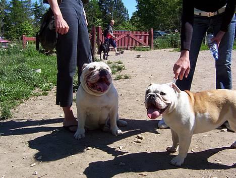 Engelsk bulldog Mulle - Mulle og Ludwig på hundebjerget billede 13