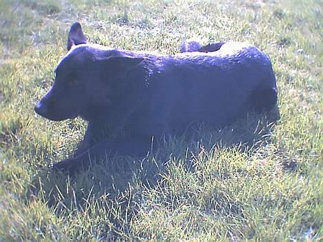 Schæferhund Pam billede 1