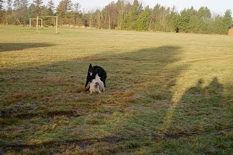 Schæferhund Pam billede 3