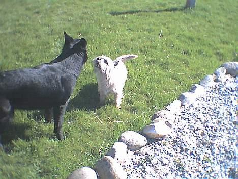 Schæferhund Pam billede 4