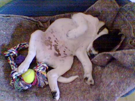 Blanding af racer Qato - Pu-ha, al den leg er hårdt! billede 3