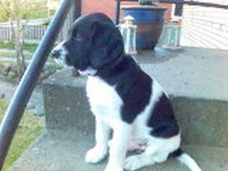 Blanding af racer Qato - Bare rolig kære mødre - Qato her vogter huset! billede 5