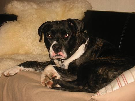 Amerikansk bulldog VBA's Kela R.I.P 2011 - En lur kan man vel altid bruge..:-) billede 10