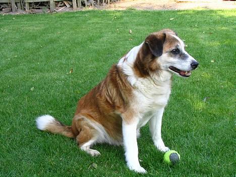 Blanding af racer Bobbi *død 27 April 07* - Bobbi ude i hans have, med hans dejlige bold, billede 1